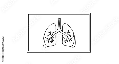 Human Lungs Anatomy Illustration - Respiratory System Medical Diagram