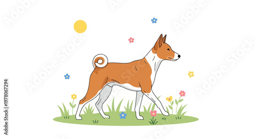 Basenji dog walking in a grassy field with flowers and sun