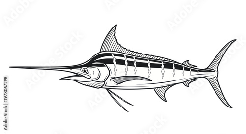 Black and White Marlin Fish Illustration - Swordfish Marine Animal