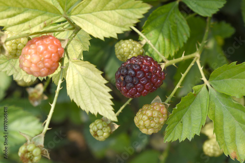 Fotografie Natural food - fresh unripe blackberries in a garden