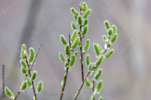 Close-up of willow catkins and new leaves in early spring