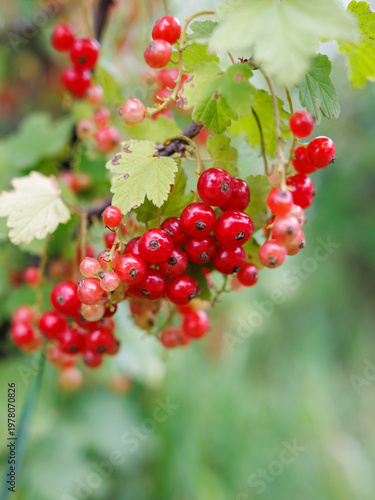 Vibrant red currant berries hang in clusters on a leafy branch