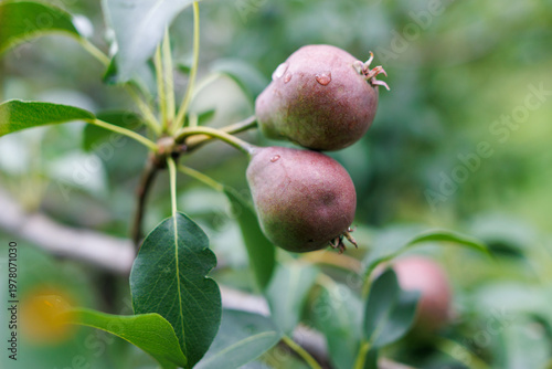 Close-up photo of two ripe pears on a tree branch with green leaves