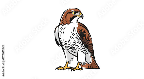 Hawk standing, illustration, white background, proud bird of prey, side view