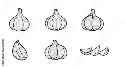 Collection of hand-drawn garlic bulbs and cloves in a simple line art style