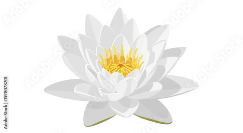 White Water Lily Flower Isolated on White Background - Elegant Aquatic Blossom