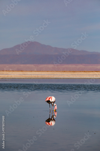 James's Flamingo (Phoenicoparrus jamesi) feeding at the Laguna Chaxa, Atacama, Chile.	