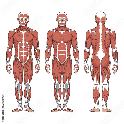 Anatomical illustration of a muscular male body from multiple angles