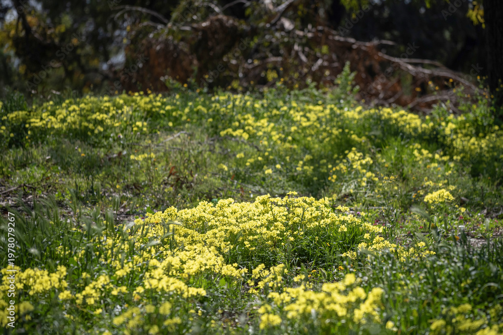 Obraz premium Oxalis des Bermudes dans un forêt d'eucalyptus au printemps