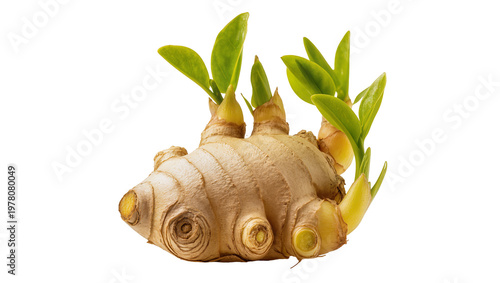 Tableau sur toile Fresh Ginger Root with Green Sprouts and Rhizomes