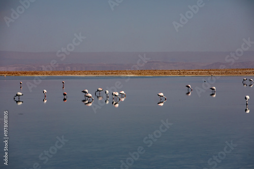 Flamingos feeding at the Laguna Chaxa. ,Chile.