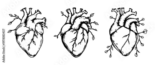 Heart set with rough sketchy line art depicting an anatomical heart tangled in vines featuring anatomy, illustration, line art with cardiovascular and botanical