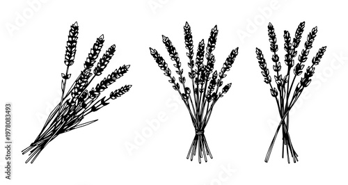 Lavender set with hand-drawn line art against white background featuring dried floral, botanicals, and herbaceous elements with minimalist and outline illustration