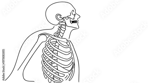 Detailed anatomical illustration of a human skeleton and rib cage against a white background.