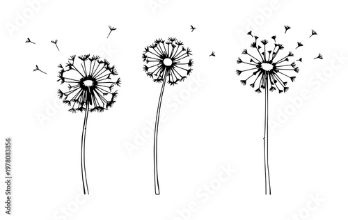 Dandelion seeds set with fine line art design featuring air, botany, nature with fragility and plant life