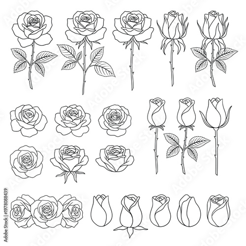 Rose Line Art Illustration set, Hand Drawn Floral Outline