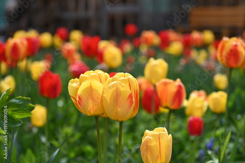 tulipani