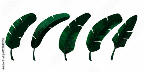 A collection of stylized dark green banana leaves arranged vertically