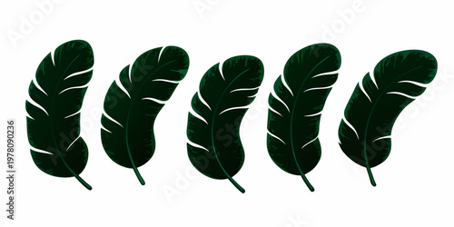 Five dark green feathers arranged in a slightly curved horizontal line
