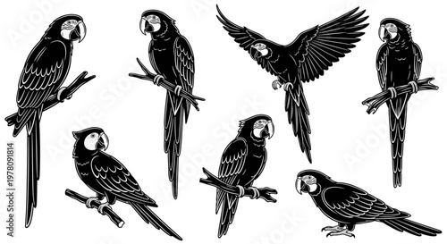 Collection of Black and White Macaw Parrot Illustrations.