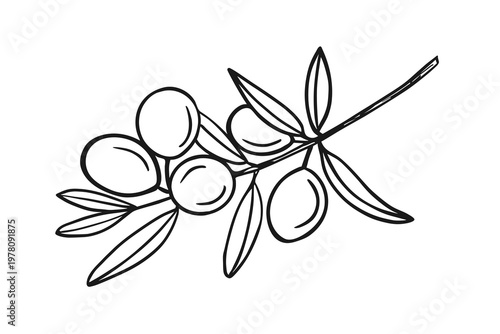 A simple, elegant black and white sketch of a branch with plump olives and delicate leaves. Botanical element, elegant vector drawing