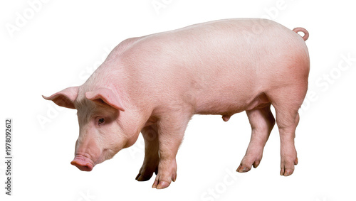 Pink domestic pig standing with curled tail and pink skin