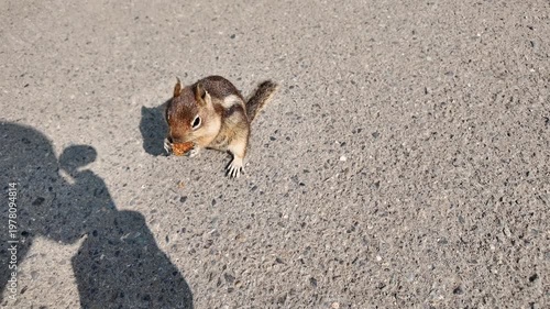 Gopher outdoor. Wild animal in nature. Squirrel eating, 4k. Rodent animal chipmunk. Rodent animal family. Wildlife nature. Ground squirrel. Chipmunk wild squirrel. Chipmunk rodent