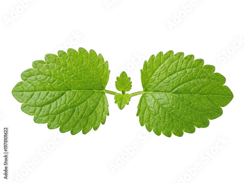 Fresh green mint or basil leaves bundle