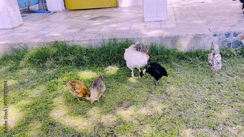 Hen with Her Chicks