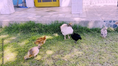 Hen with Her Chicks