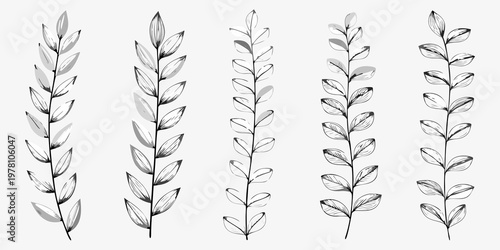 Delicate botanical illustration of multiple leafy stems in monochrome