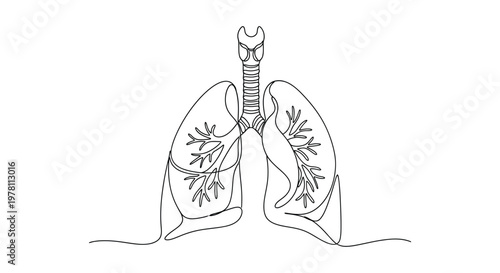 Photos Human lungs and trachea anatomical outline drawing for respiratory system with l