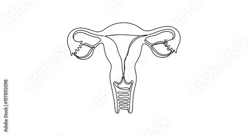 Foto Detailed anatomical outline illustration of the female reproductive system with