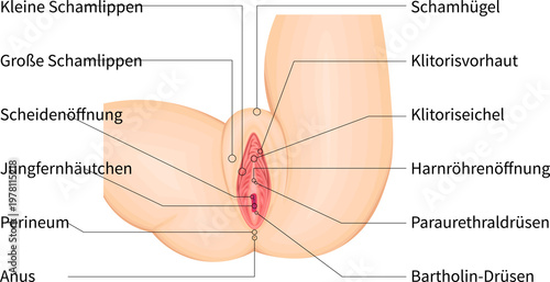 Slika na platnu Detailed vulva anatomy medical illustration with labeled external female genital
