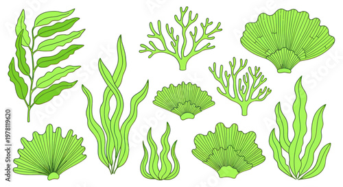 Green Seaweed Collection: Underwater Plants, Algae Variety, Marine Life Illustration