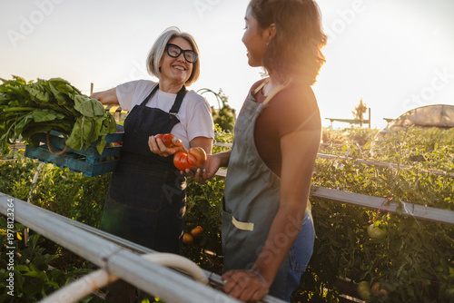 Two women harvesting fresh organic vegetables in garden