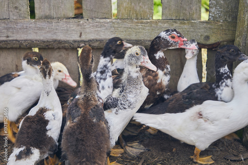 Photography Group of ducks cairina moschata, close-up