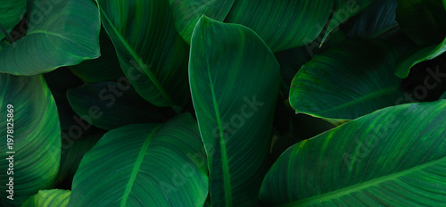 abstract tropical leaf textures on dark tone, natural green background