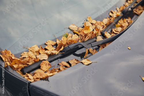 Autumn leaves on car glass