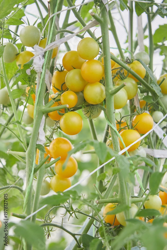 Ripe yellow tomatoes on a branch in a greenhouse