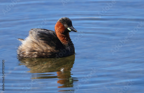 A Little Grebe (Tachybaptus ruficollis) swimming on a lake hunting for food.