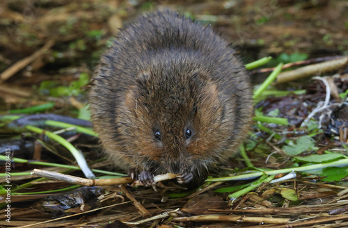An endangered Water Vole, Arvicola amphibius, feeding on water plants at the edge of a stream.
