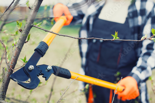Tableau sur toile Worker holds pruner to cut branches on shrub in garden on clear day