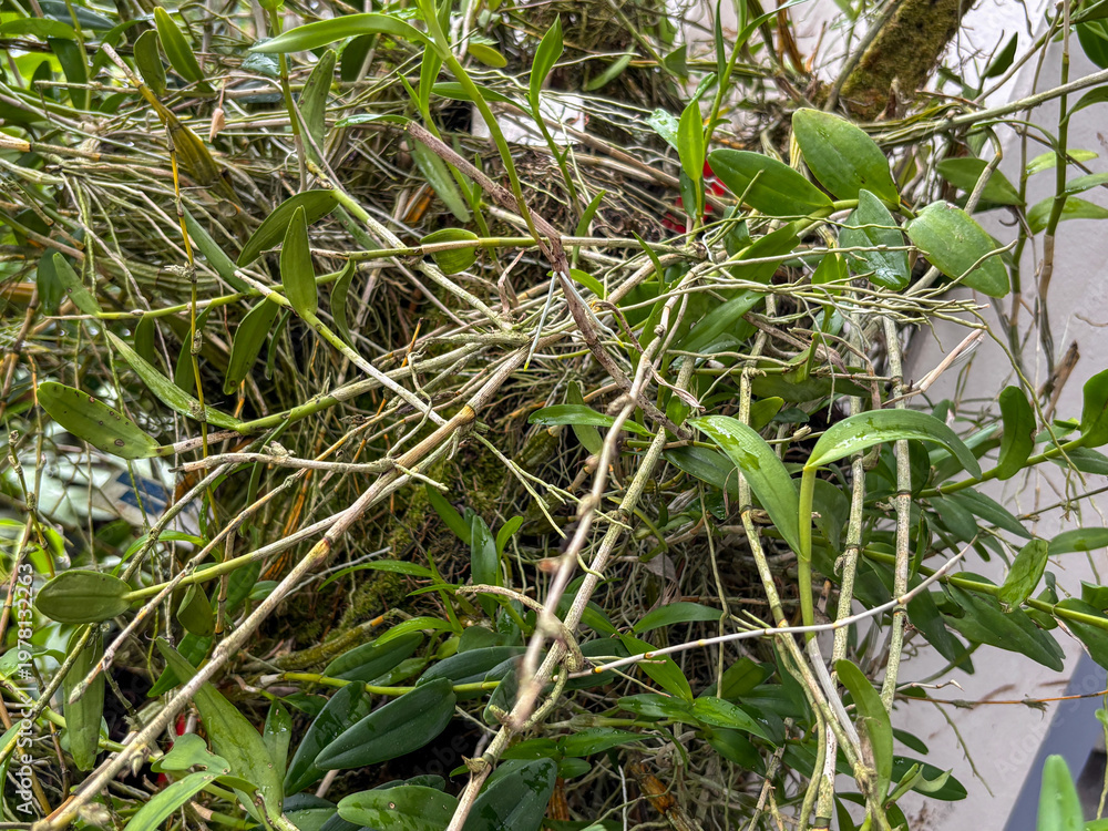 Fototapeta premium Lush Tropical Epiphytic Orchid Plant with Green Leaves and Aerial Roots Growing on Tree Bark