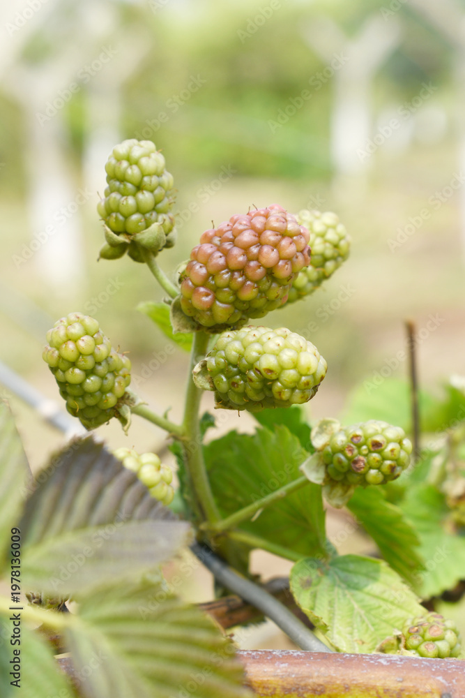 Obraz premium Natural food - fresh unripe blackberries in a garden. Bunch of unripe blackberry fruit, Rubus fruticosus - on branch with green leaves on a farm. Closeup, blurred background. Chakwal, Punjab, Pakistan