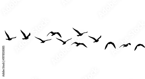 Vector illustration of a flock of birds flying in silhouette against a clean white background, their formation creating a simple pattern, conveying a sense of freedom and suggesting themes
