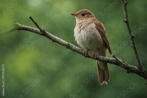 ​A thrush nightingale is sitting on a branch in the forest on a summer morning