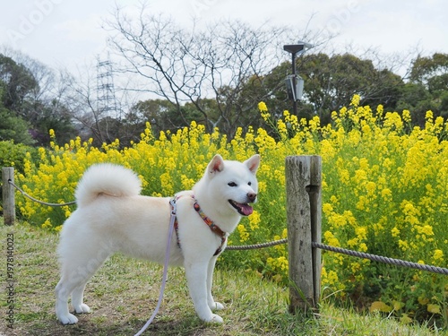菜の花畑で笑顔の白い犬