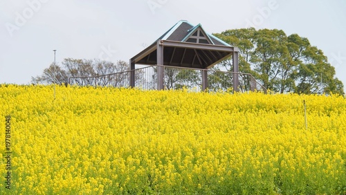黄色の菜の花畑
