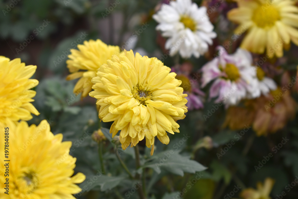 Fototapeta premium Beautiful Yellow chrysanthemum flowers closeup in the winter garden, Closeup of Chrysanthemum flower, Field of the Yellow Chrysanthemum, Beautiful Yellow flower blooming in nature.